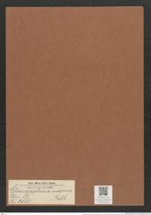 Climacosphenia maxima Rabh. (de-Toni-Nr.: Genus 87, Species 2985) Zeichnungen Sammlung Grunow Mappe 03181 (Herbarium_W_Grunow_drawings_Folder_03181)